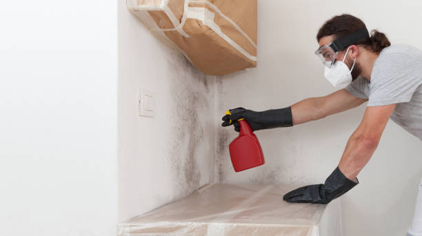 Professional Black Mold Remediation technician working in Edgewater, NJ