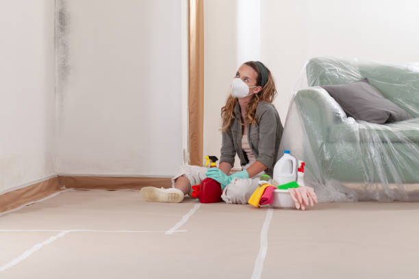 Reliable Black Mold Remediation contractor in Edgewater, NJ by Car Mold Remediation