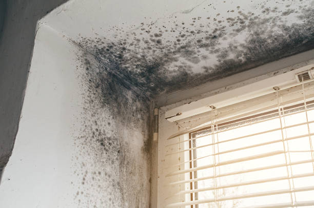 Affordable Black Mold Remediation solutions in Edgewater, NJ